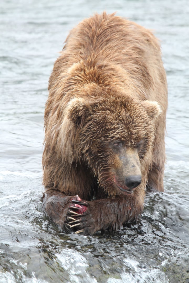 Bear at Brooks Falls, Alaska