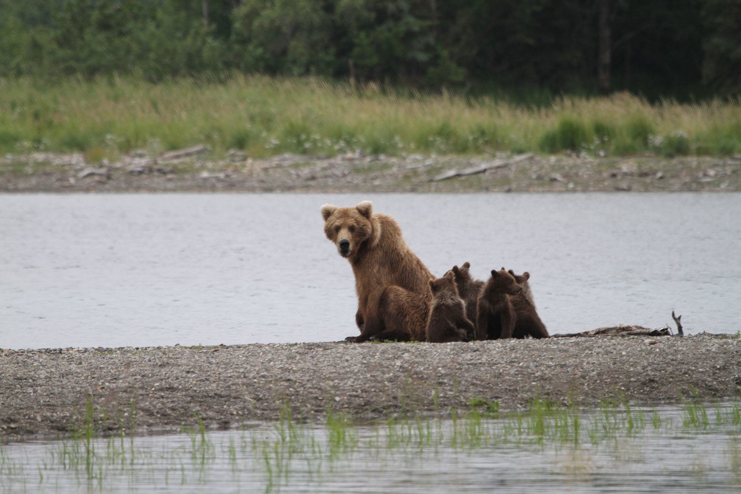 Bear at Brooks Falls, Alaska