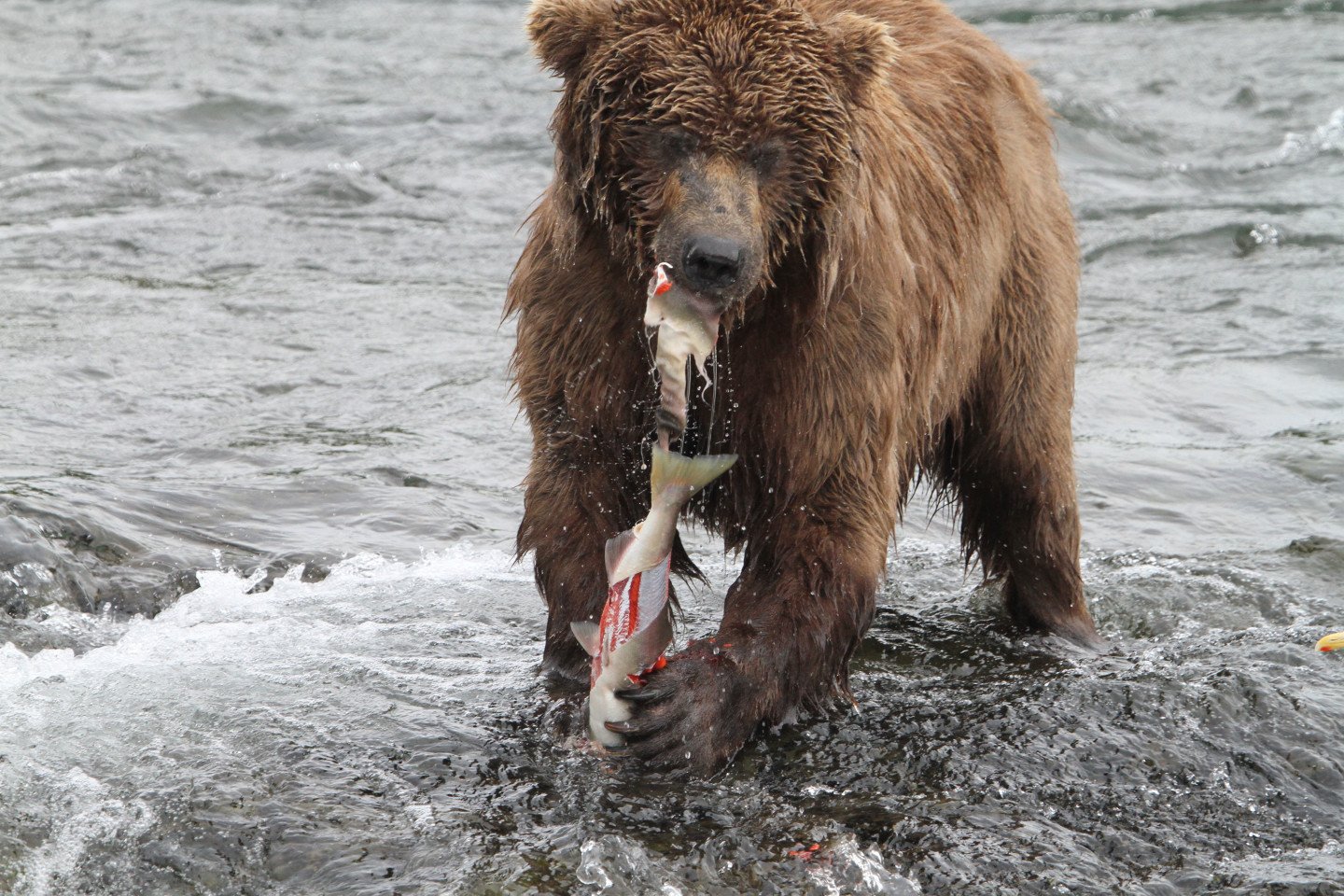 Bear at Brooks Falls, Alaska