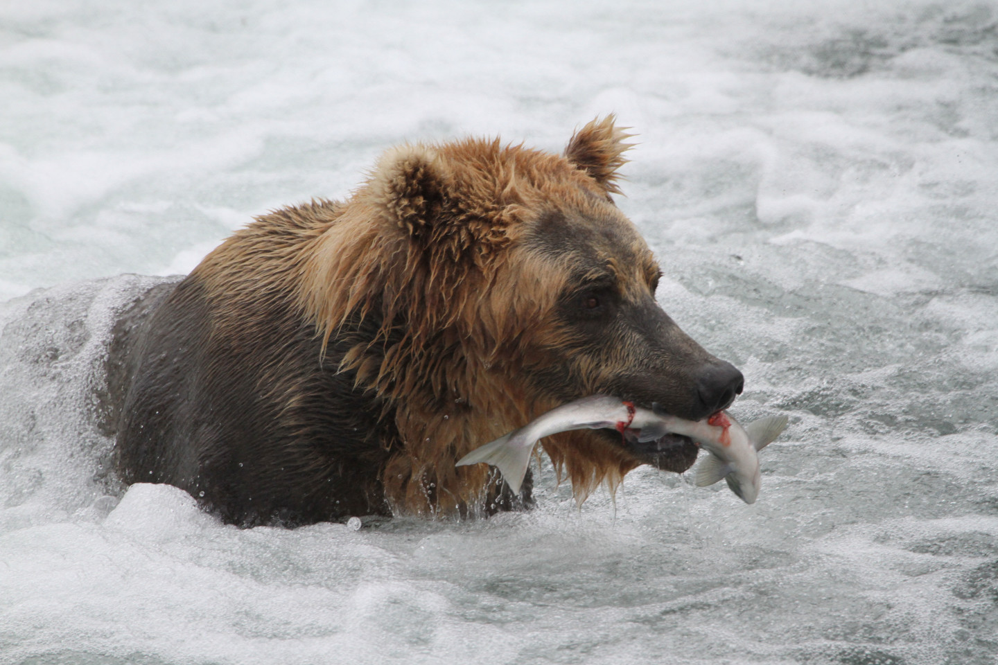Bear at Brooks Falls, Alaska