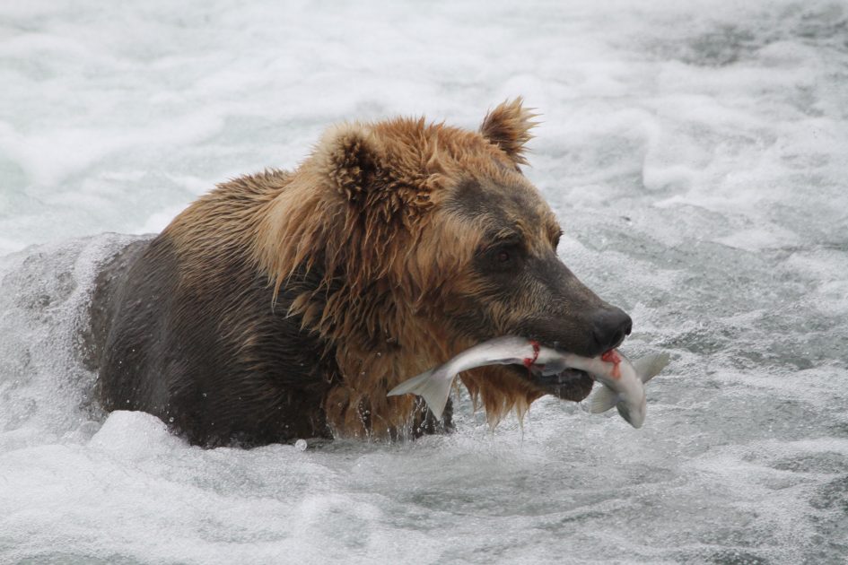 Bear at Brooks Falls, Alaska