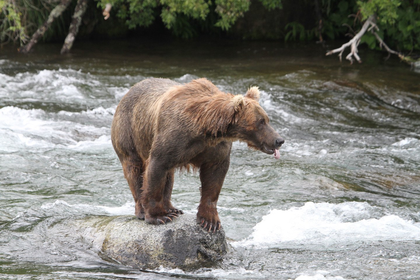 Bear at Brooks Falls, Alaska