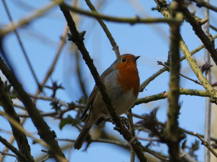 lumix_tz80_robin_745px