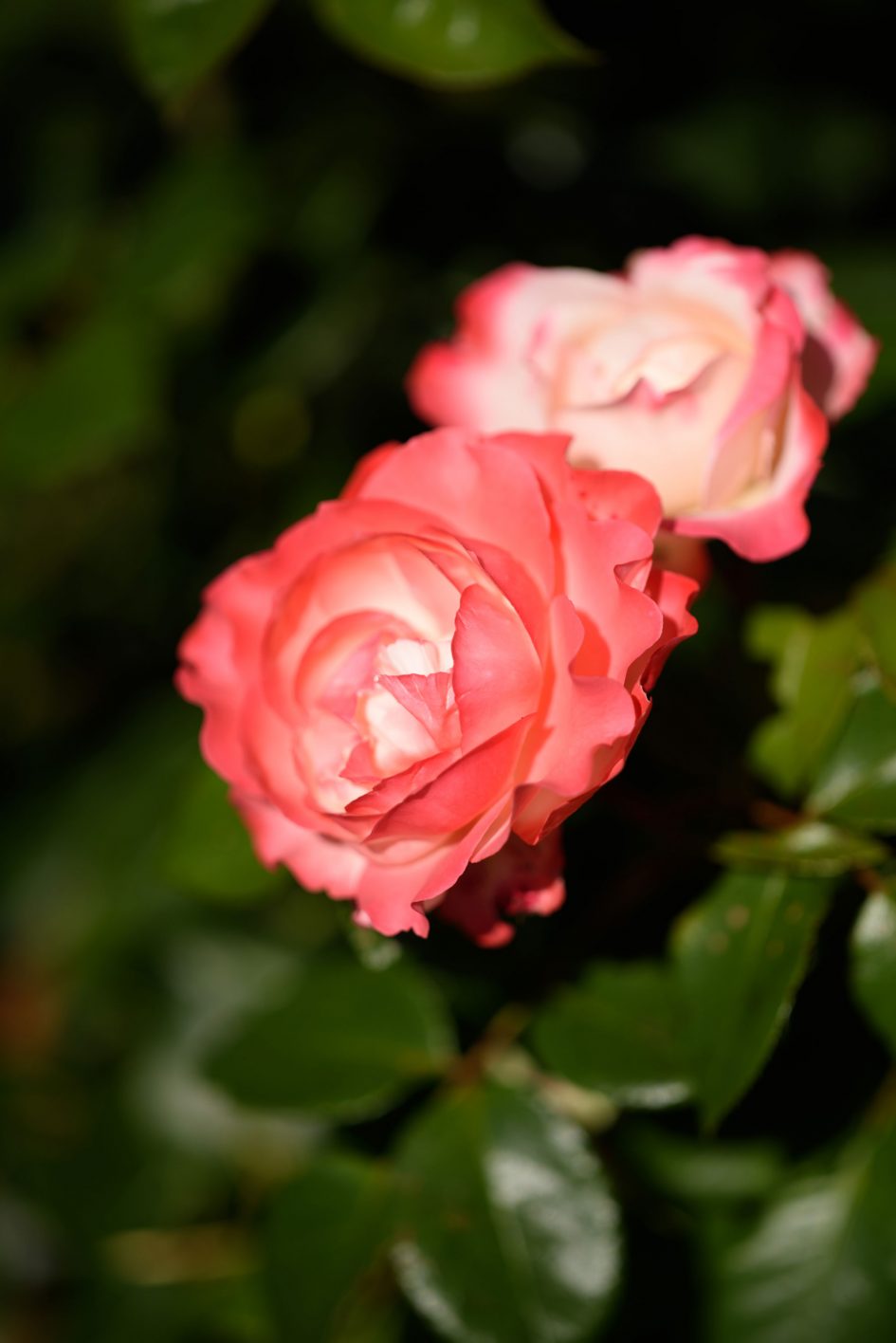 rose_f2_98893_3k