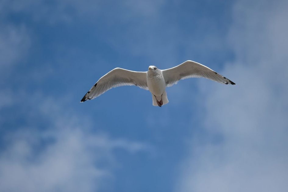 fujixt2_bird3_2000