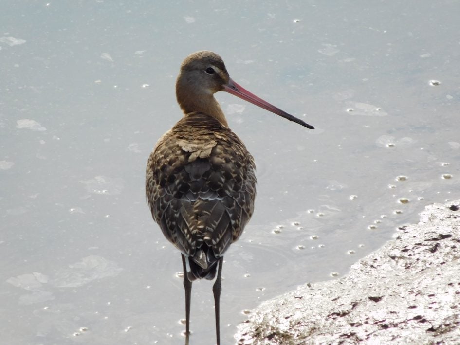 nikon_coolpix_l840_godwit_3000px