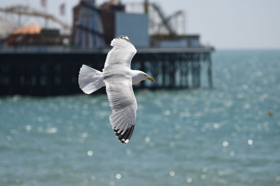 nikond500_seagull_2_2000