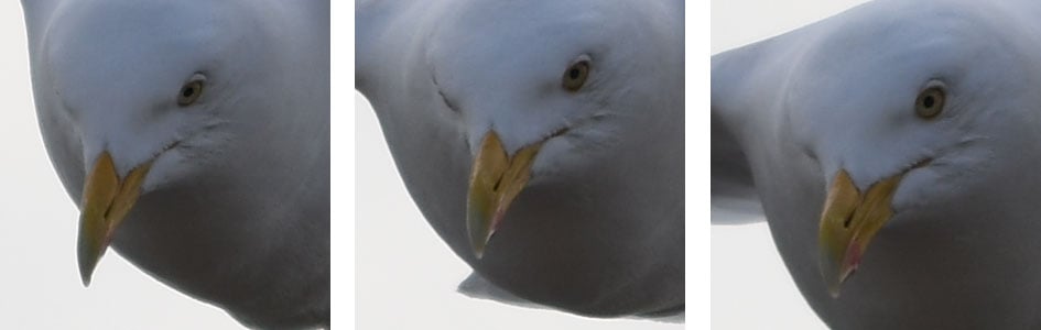 nikond500_seagull_crops_1_945
