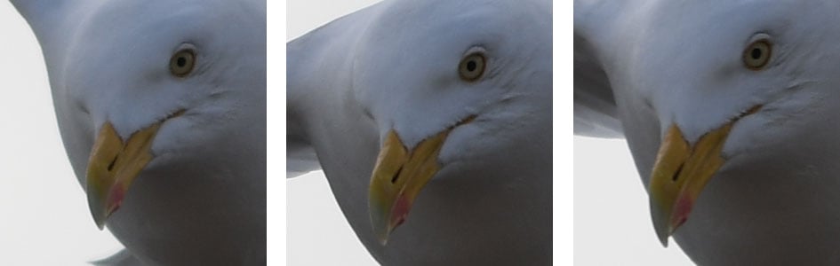 nikond500_seagull_crops_2_945