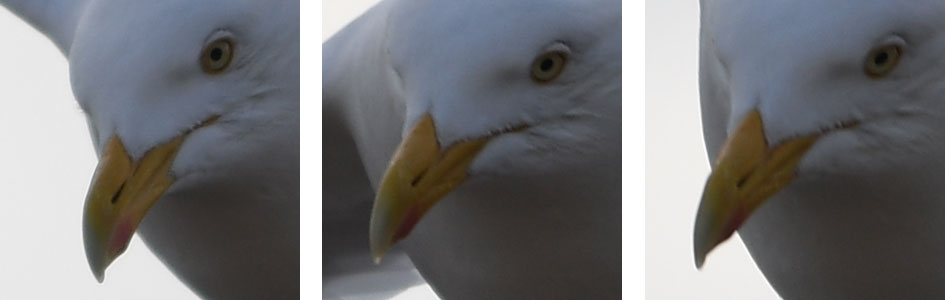 nikond500_seagull_crops_3_945
