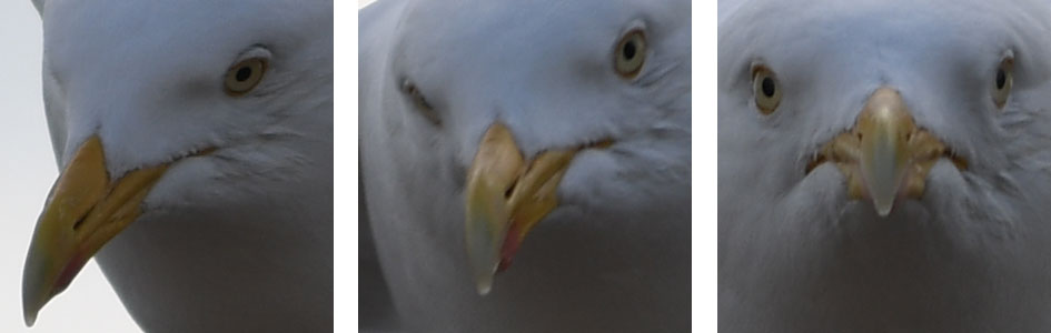nikond500_seagull_crops_4_945