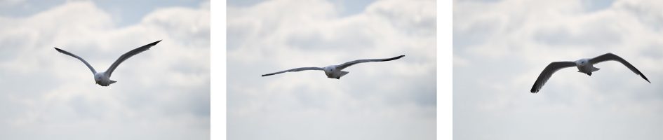 nikond500_seagulls_1_2000