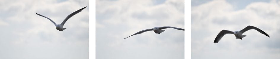 nikond500_seagulls_2_2000
