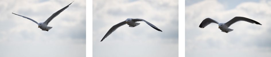 nikond500_seagulls_3_2000