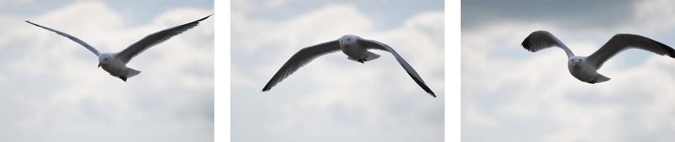 nikond500_seagulls_4_2000