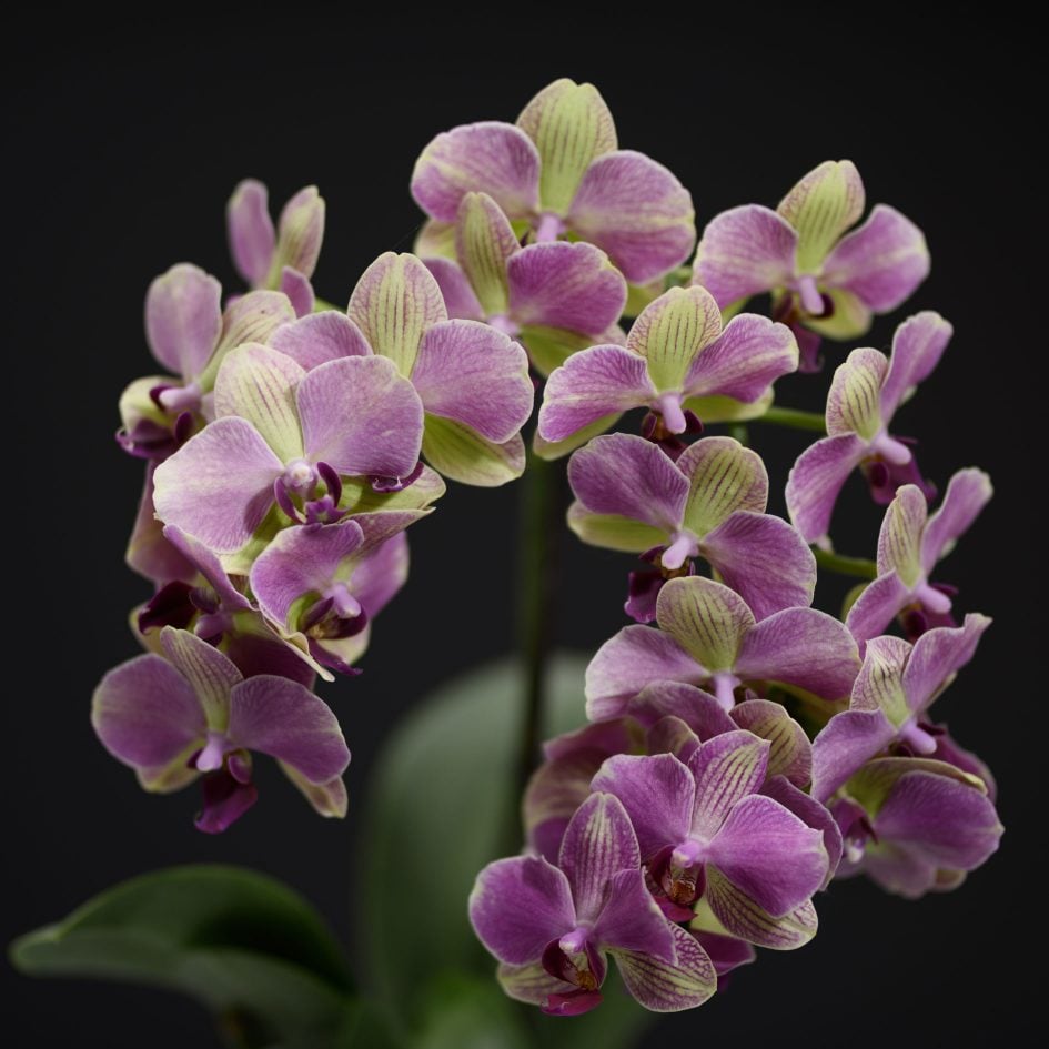 gallery_sigma85f1-4art_f1-4_11657
