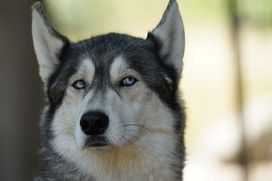 Sony_FE_100-400mm_wolf1