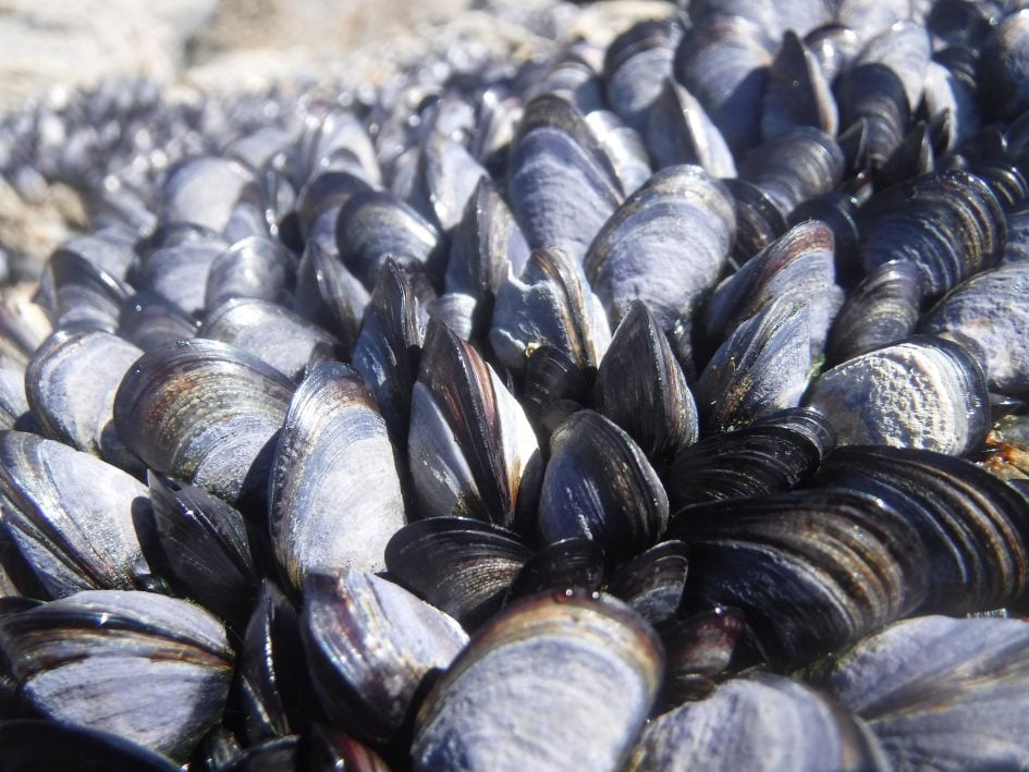 finepix_xp120_mussels_1890px