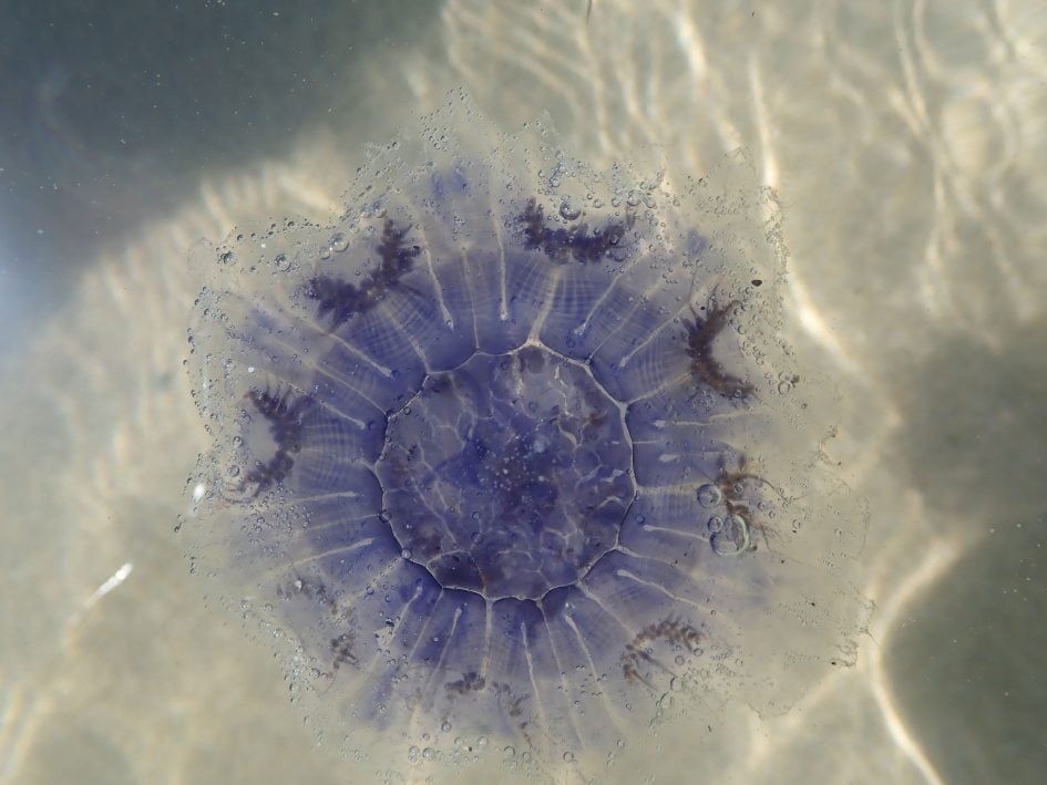 tough_tg5_jellyfish_1890px