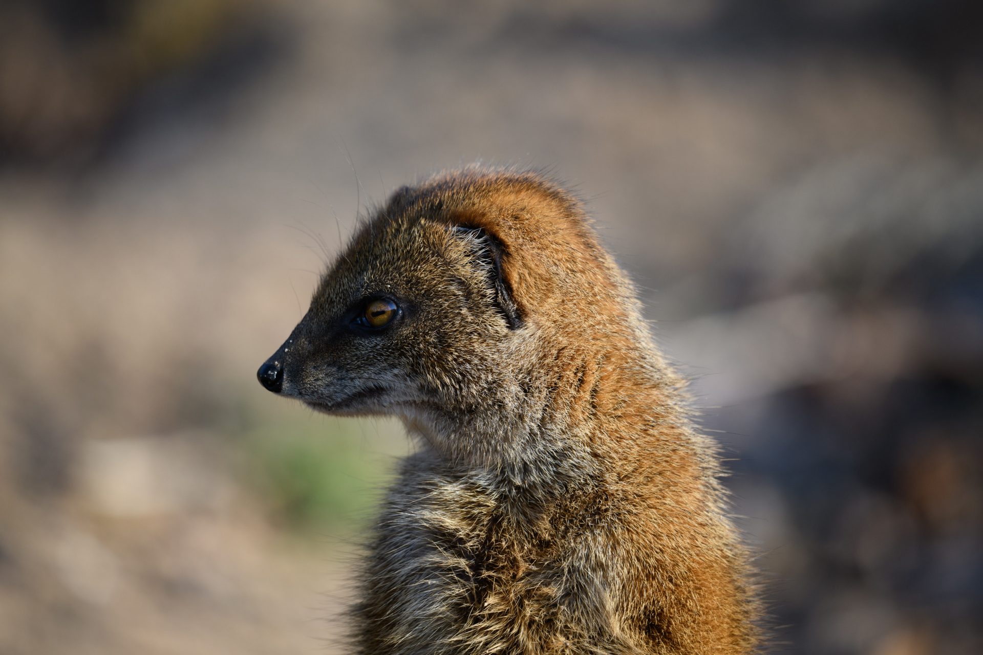 Tamron 100400mm VC review Cameralabs