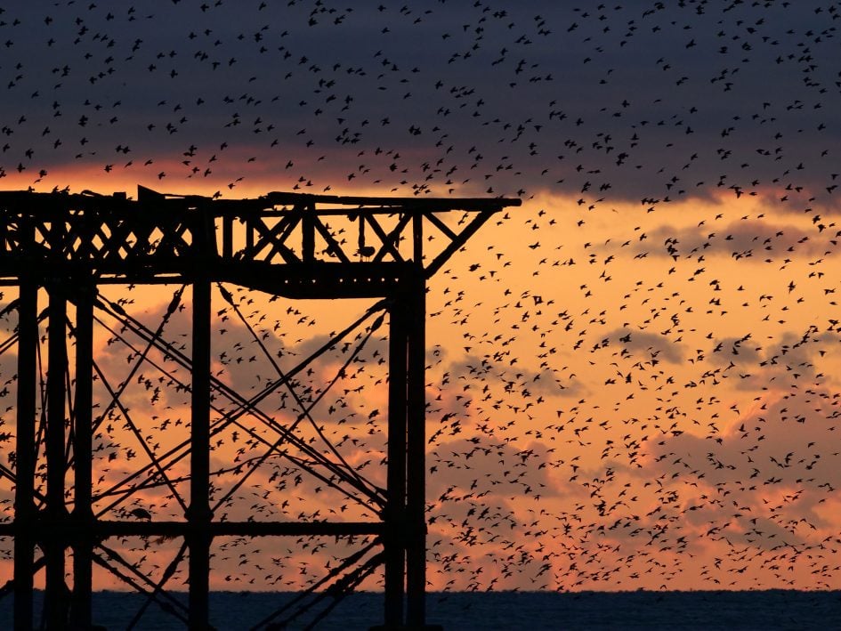 panasonic-leica-200mm-f2-8-murmuration