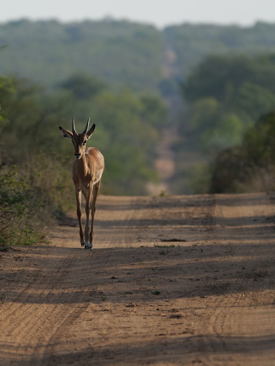 panasonic-lumix-g9-leica-200mm-safari-impala