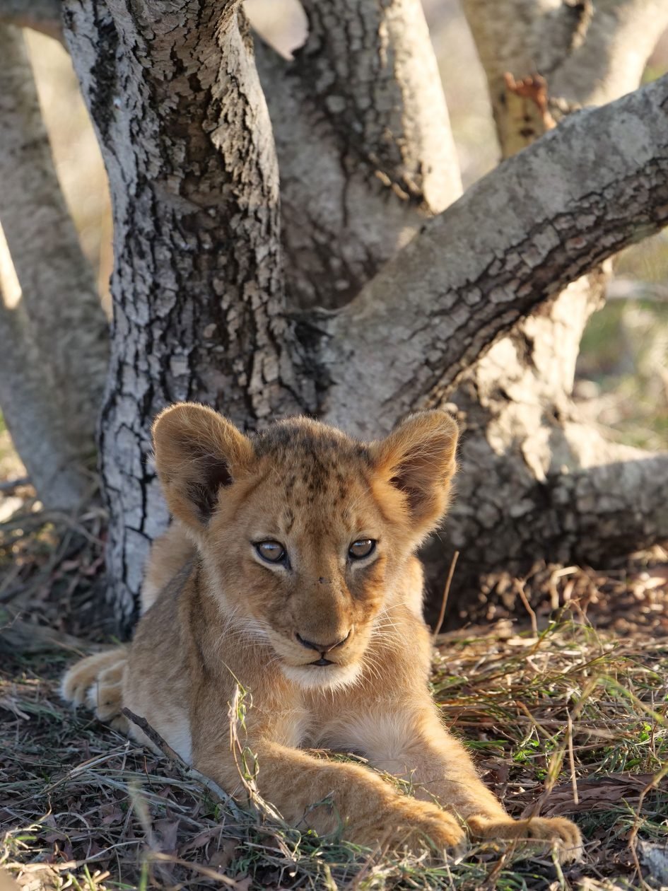 panasonic-lumix-g9-leica-200mm-safari-lion-cub