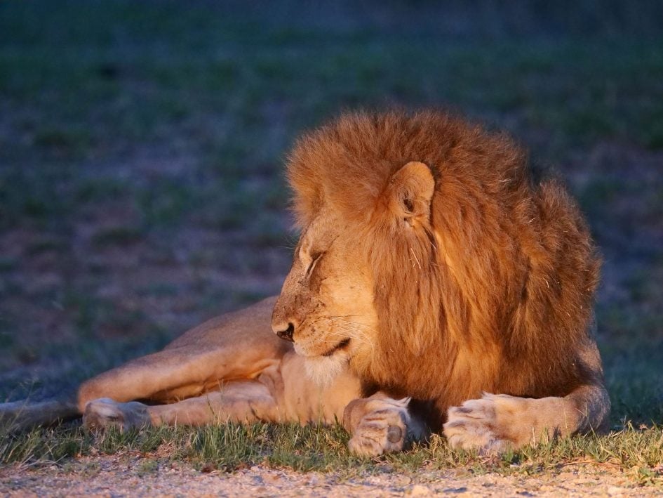 panasonic-lumix-g9-leica-200mm-safari-lion-night