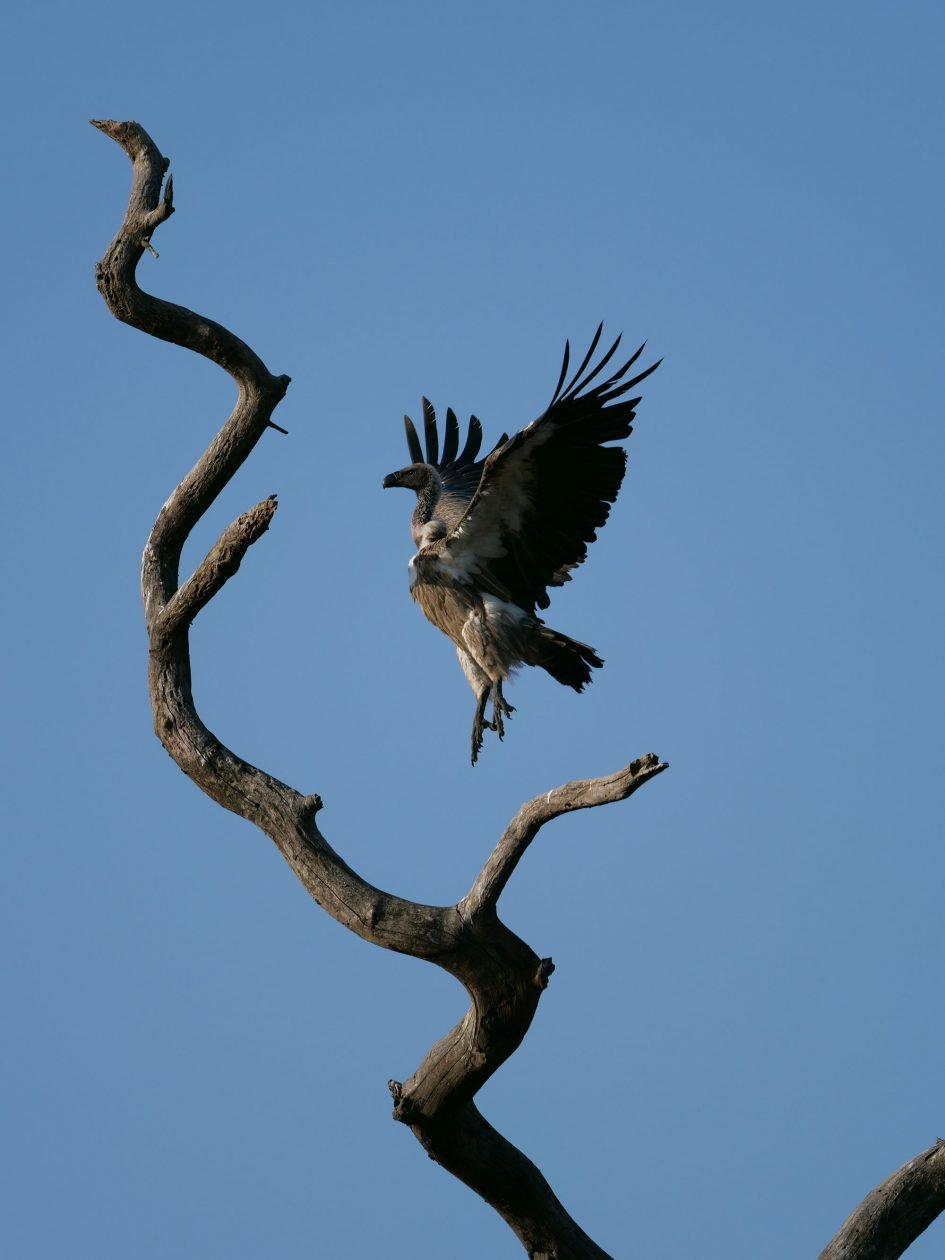 panasonic-lumix-g9-leica-200mm-safari-vulture