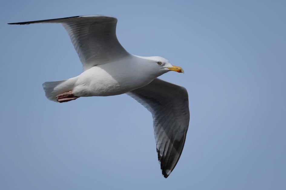 fujifilm-xh1-seagull-1