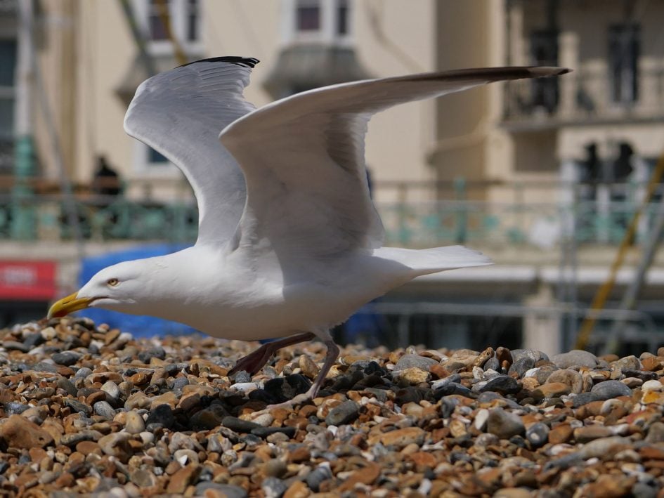 panasonic-lumix-gx9-4k-seagull