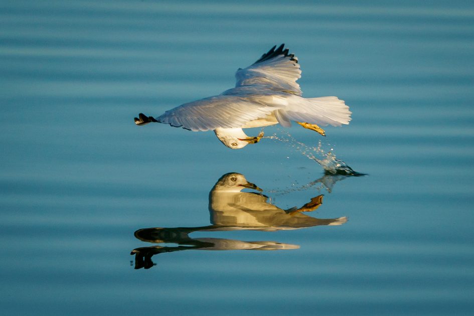 sony-a9-doug-bird