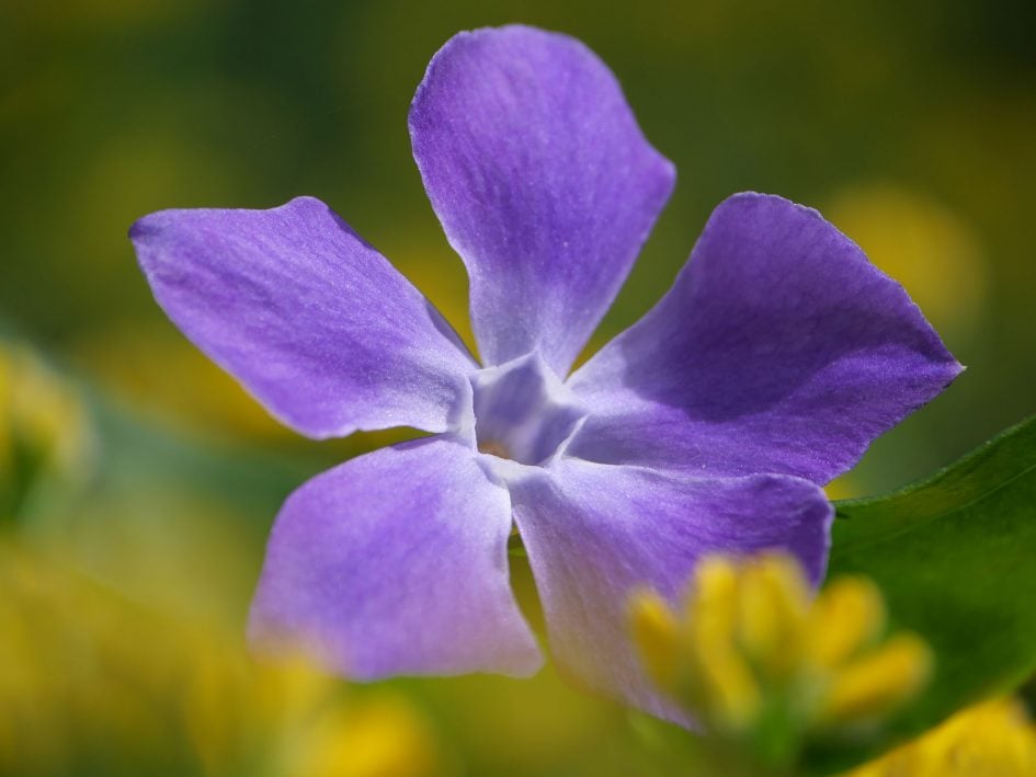 leica-50-200mm-flower