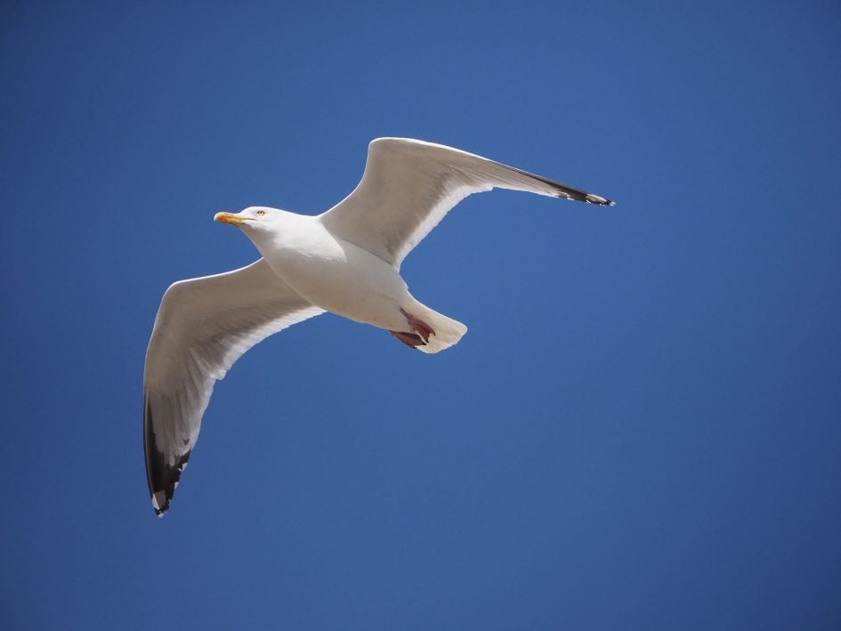 leica-50-200mm-sample-seagull