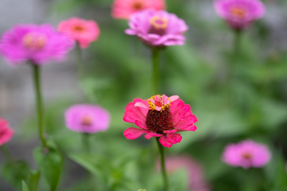 Sigma105f1-4Art_f1-4_44762