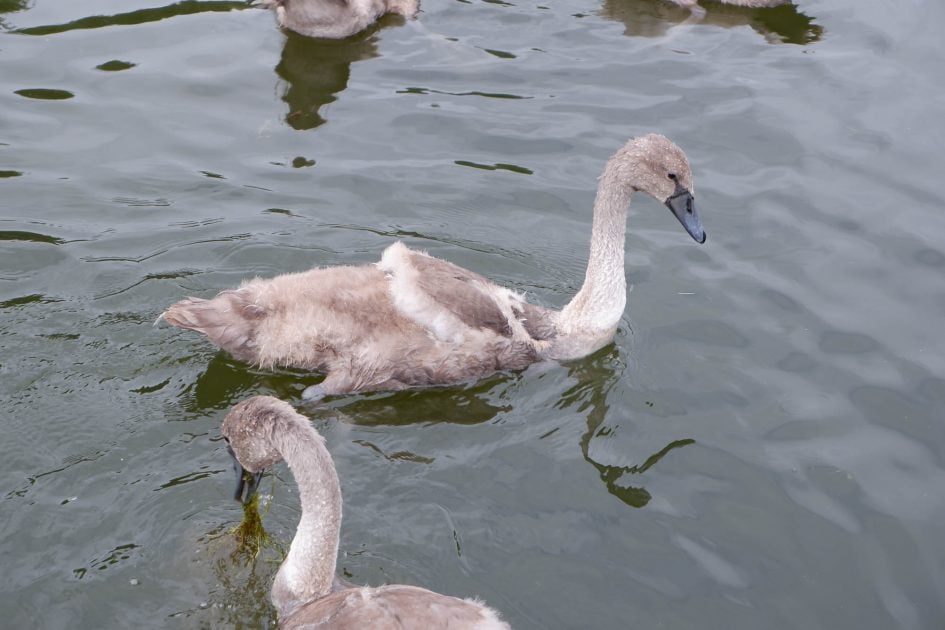 fujifilm_xa5_cygnets_2000px-3