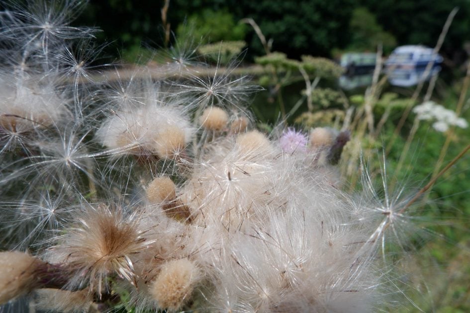 fujifilm_xa5_thistles_2000px-2