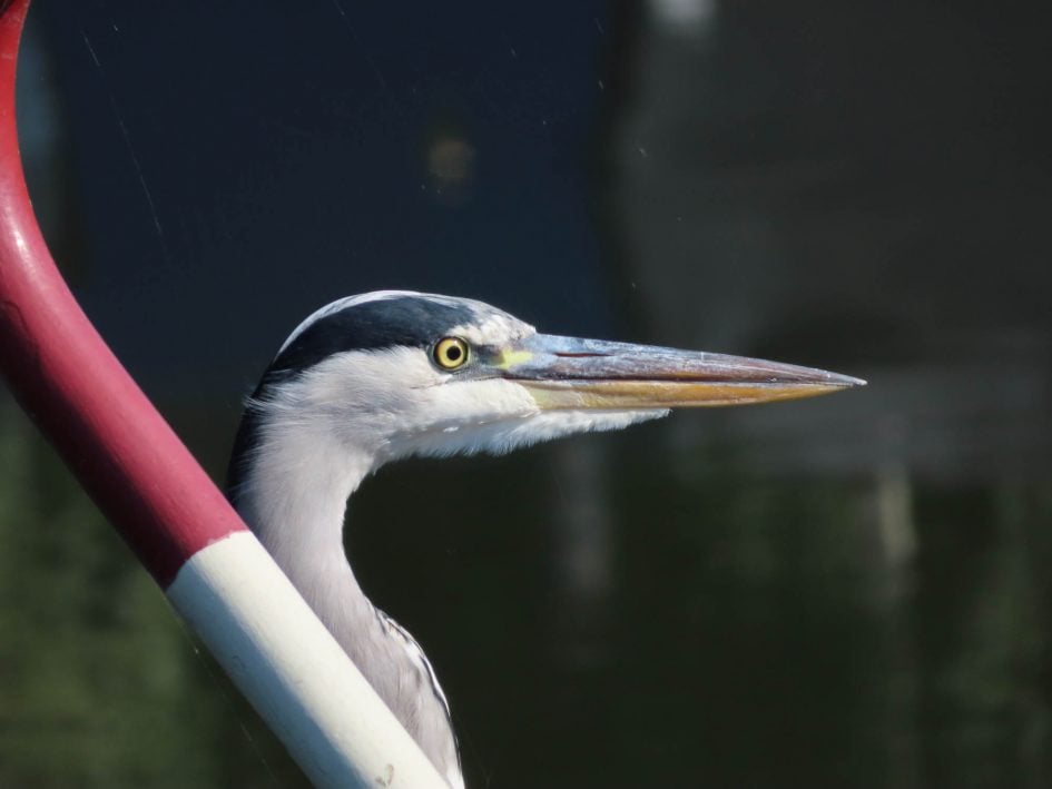 Canon-sx740hs-heron