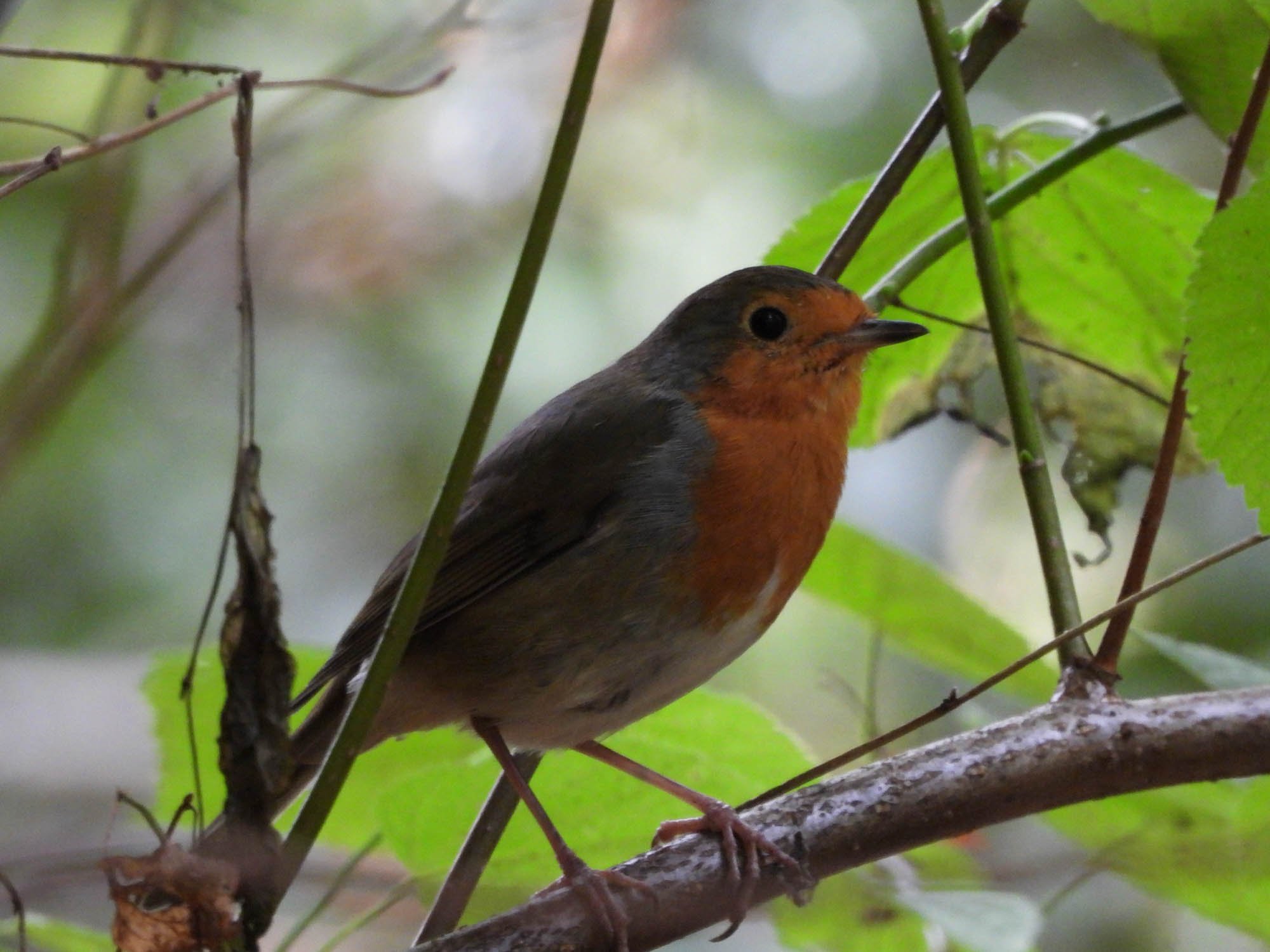 nikon-p1000-robin-2000px