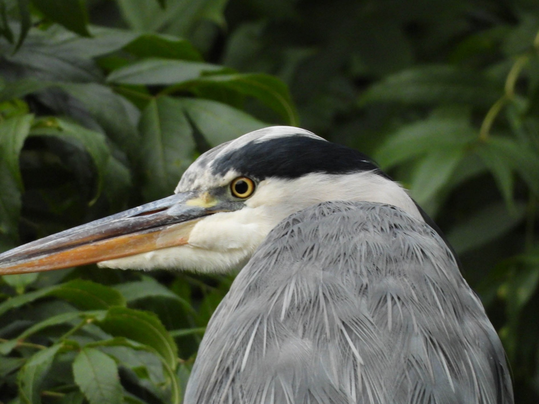 Nikon COOLPIX P1000 review Cameralabs