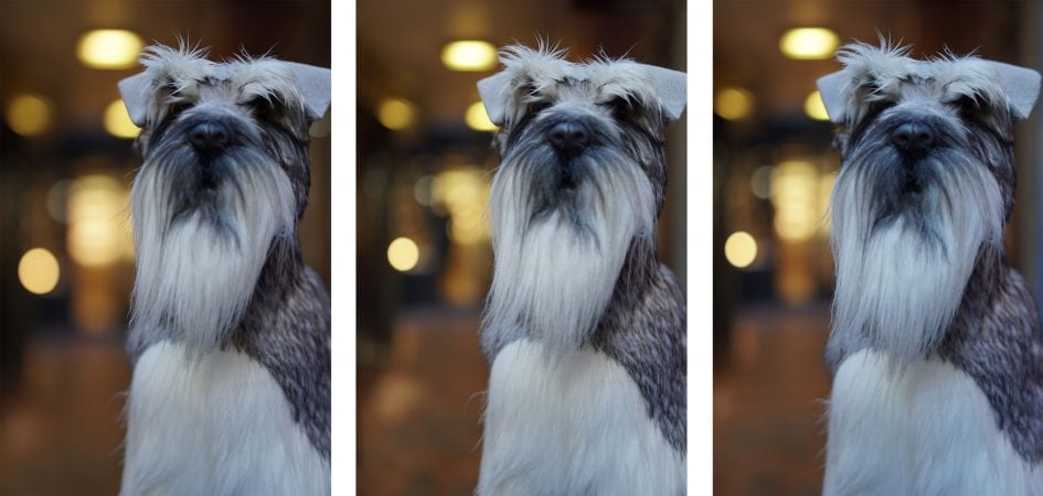 sigma-56mm-f1-4-vs-sony-e-vs-fe-dog-bokeh