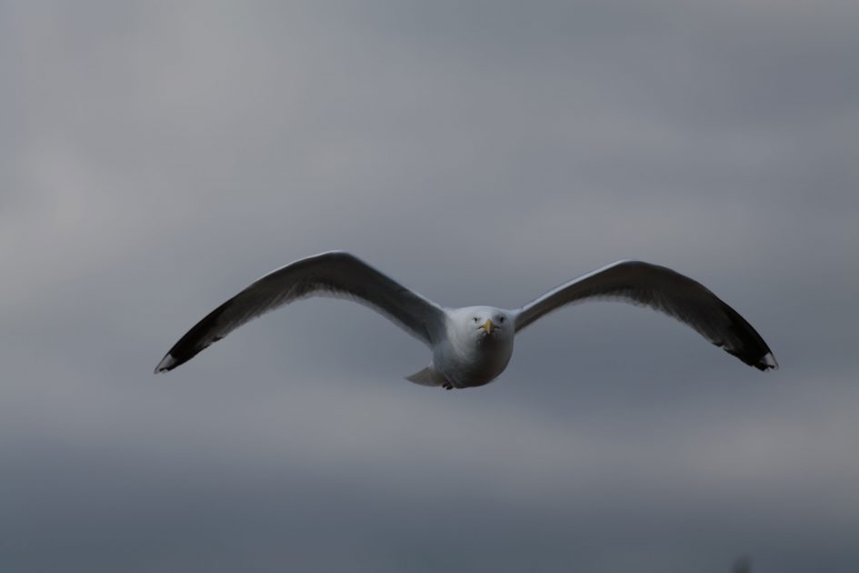 panasonic-lumix-s1r-70-200mm-pro-sample-P1041680