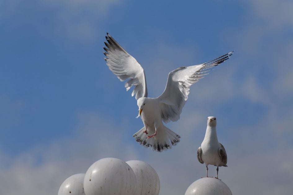 panasonic-lumix-s1r-70-200mm-pro-sample-P1041702