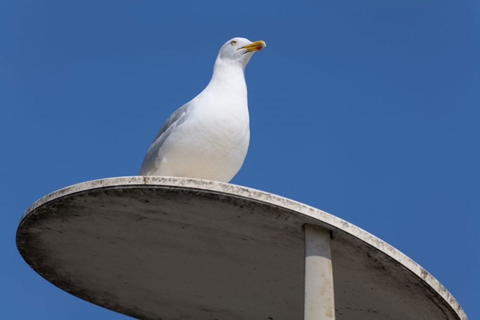 panasonic-lumix-s1r-70-200mm-pro-sample-P1041773