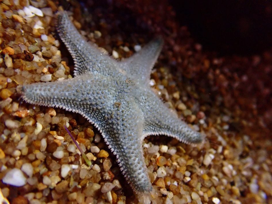 Olympus-tough-tg6-micro-starfish
