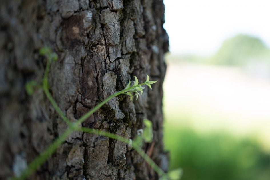 Sony55f1-8ZA_f1-8_03842
