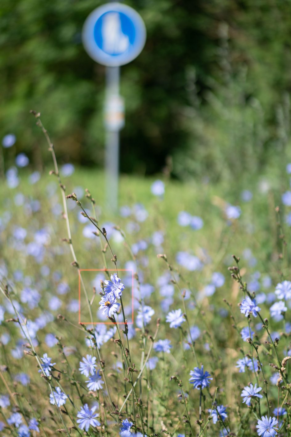 Sony55f1-8ZA_f1-8_03844