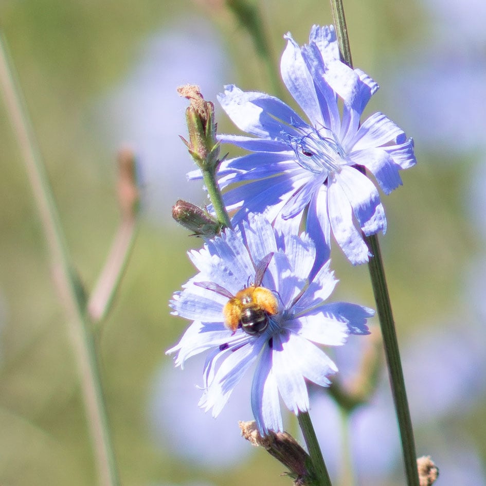 Sony55f1-8ZA_f1-8_03844crop
