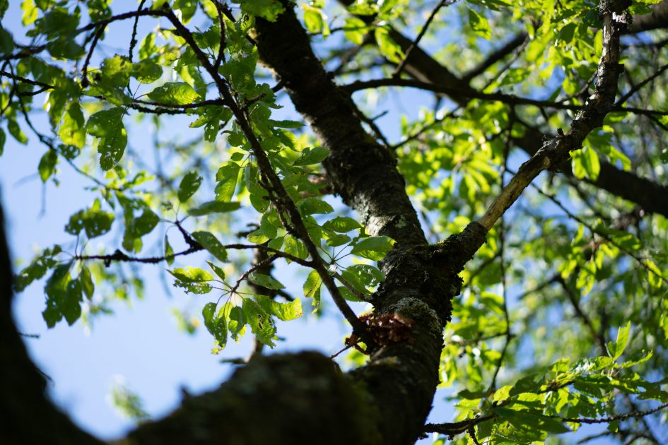 Sony55f1-8ZA_f1-8_03851