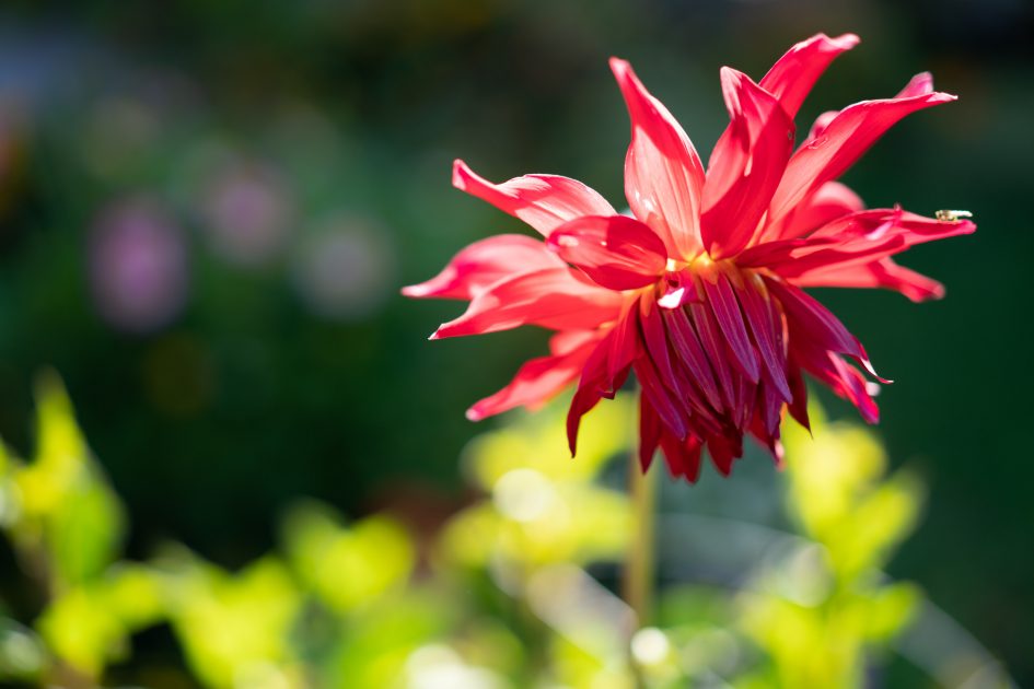 Sony55f1-8ZA_f1-8_04067